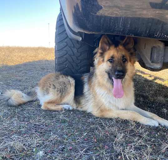 Photo of Jax