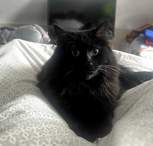 Photo of Black Widow