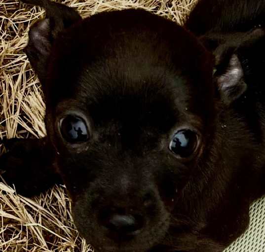 Photo of PANCAKE