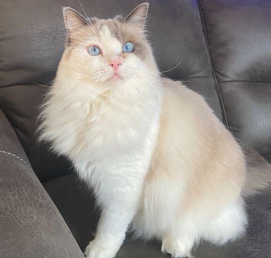 Photo of Leia