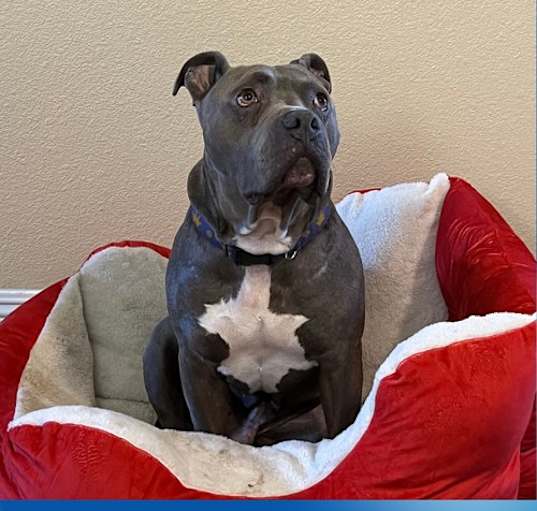 Photo of Hooch - **Facilitated Adoption**