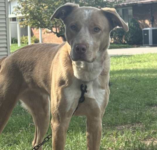 Photo of Daisy