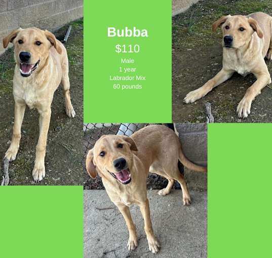Photo of Bubba