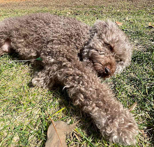Photo of Murphy