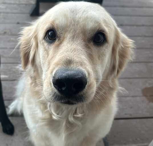 Photo of Sugar