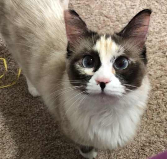 Photo of Honey