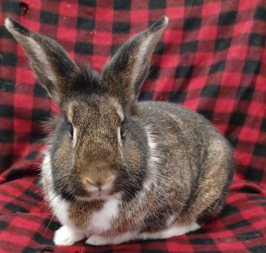 Photo of Thumper