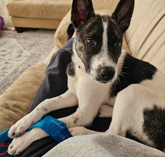 Photo of Missy