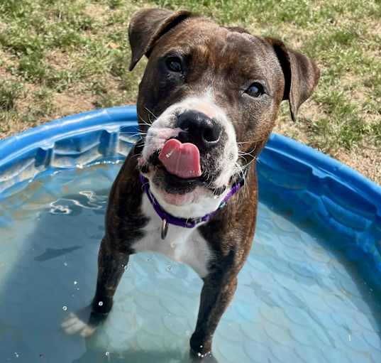 Photo of Bronco