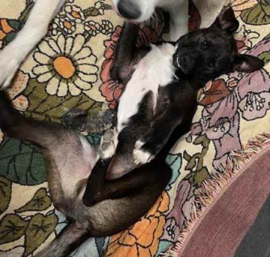 Photo of Scout
