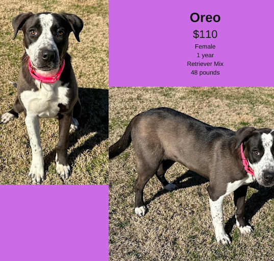 Photo of Oreo