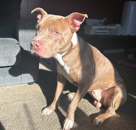 Photo of Brixx