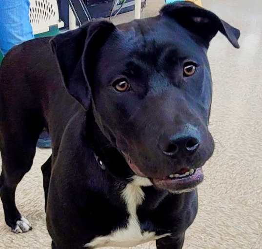 Photo of Watson