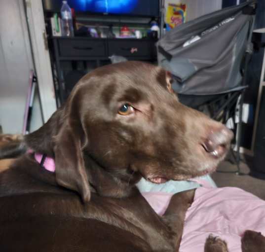 Photo of Koda