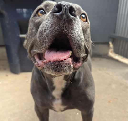 Photo of Blue