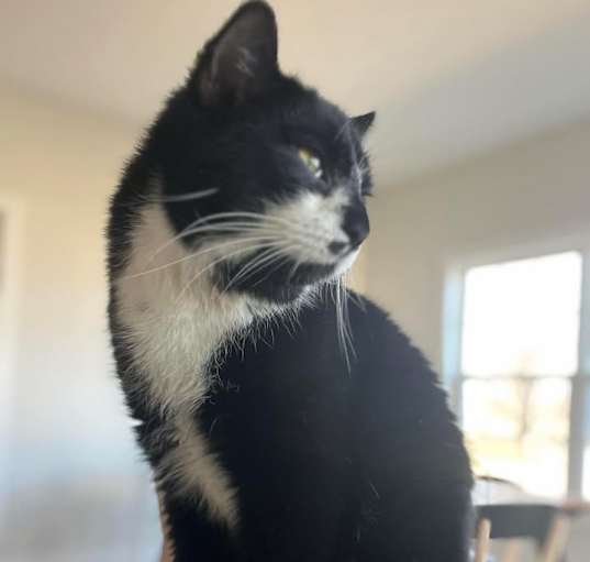 Photo of Tommy