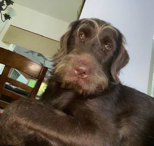 Photo of Chewie