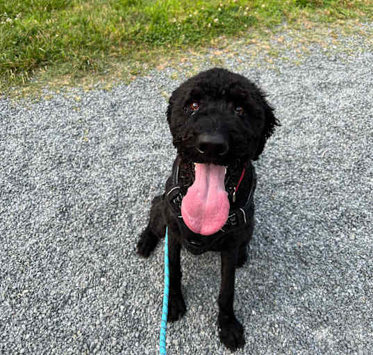 Photo of Chip