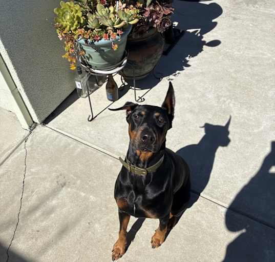 Photo of Blu