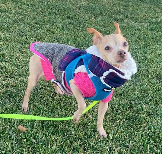 Photo of Chica