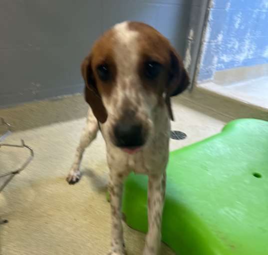 Photo of Freckle