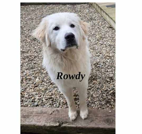 Photo of Rowdy