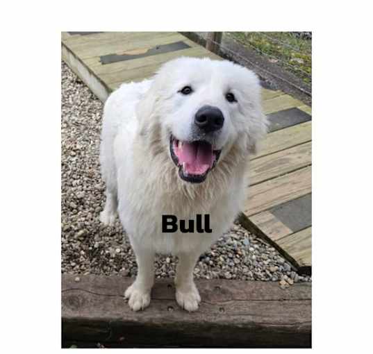Photo of Bull