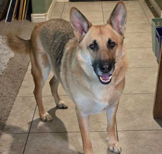 Photo of Buddy ***Courtesy Post***
