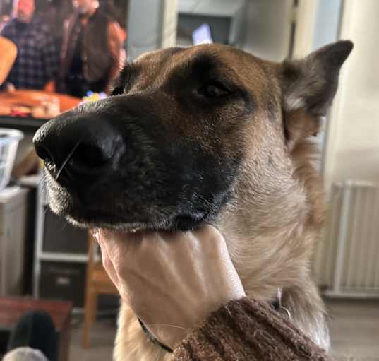 Photo of Sadie