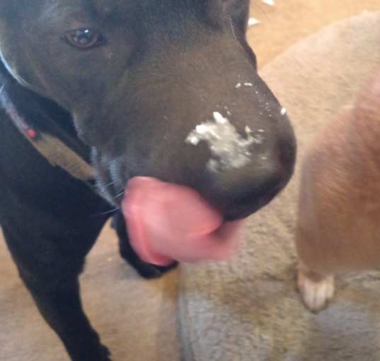 Photo of Blackie