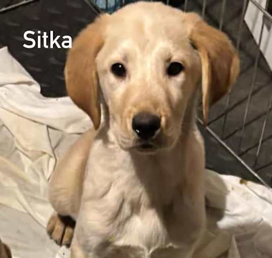 Photo of Sitka
