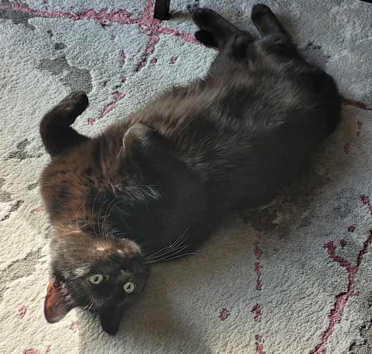 Photo of Toothless