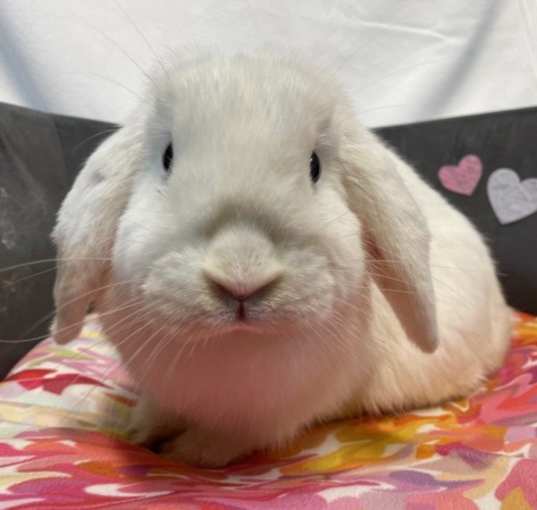 Photo of Lola