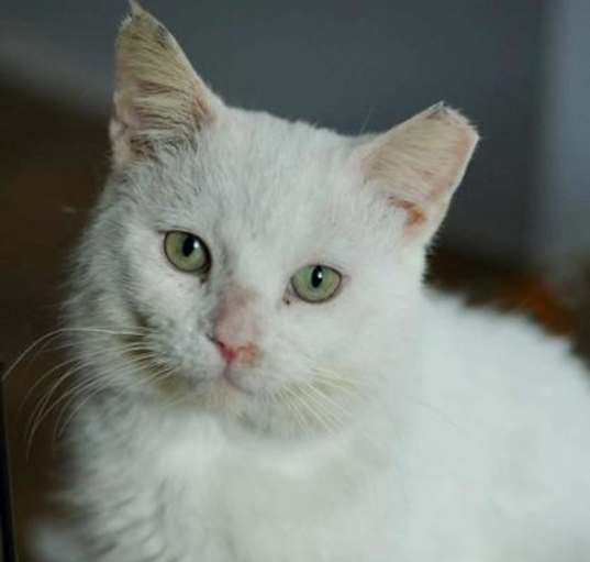 Photo of Peanut SF *$pecial fee* FIV+