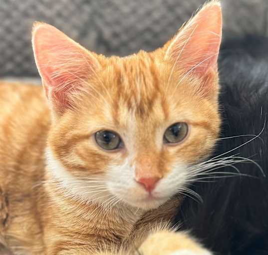 Photo of Wesley