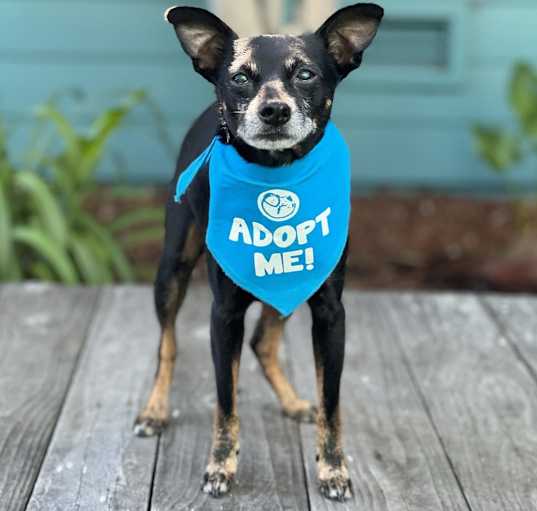 Photo of Buddy