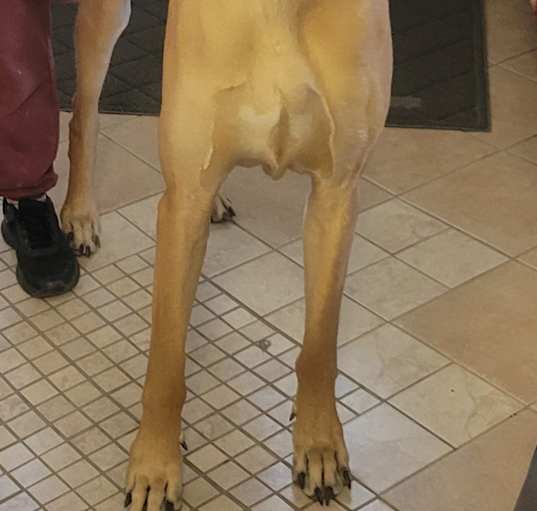 Photo of Diesel