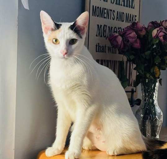 Photo of Jelly bean