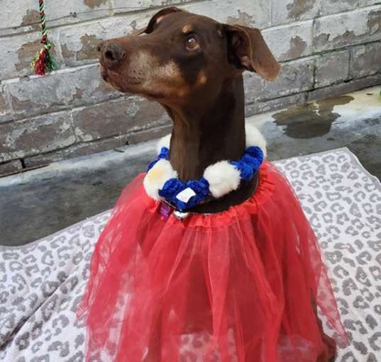 Photo of DARLA