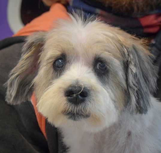 Photo of Wiggle