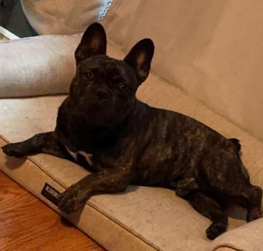 Photo of Sarge