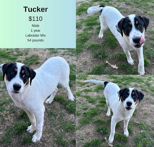 Photo of Tucker