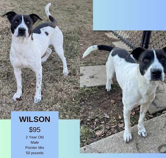 Photo of Wilson