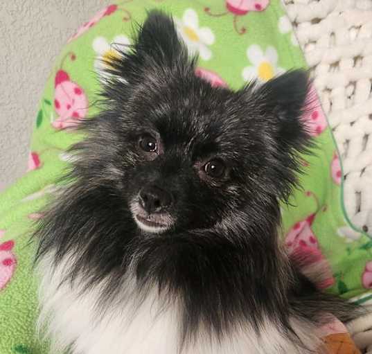 Photo of Oreo