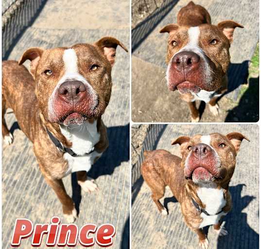Photo of Prince