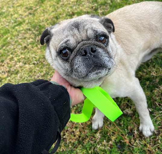 Photo of Rocky