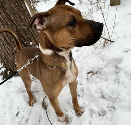 Photo of Apollo