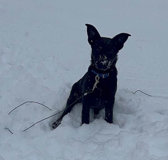 Photo of Charlee