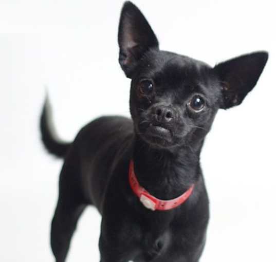 Photo of Nero