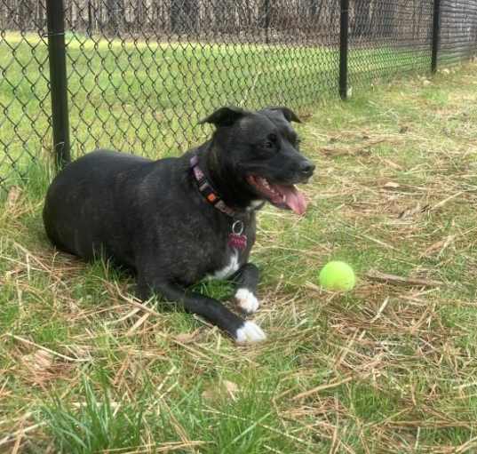 Photo of Pippa